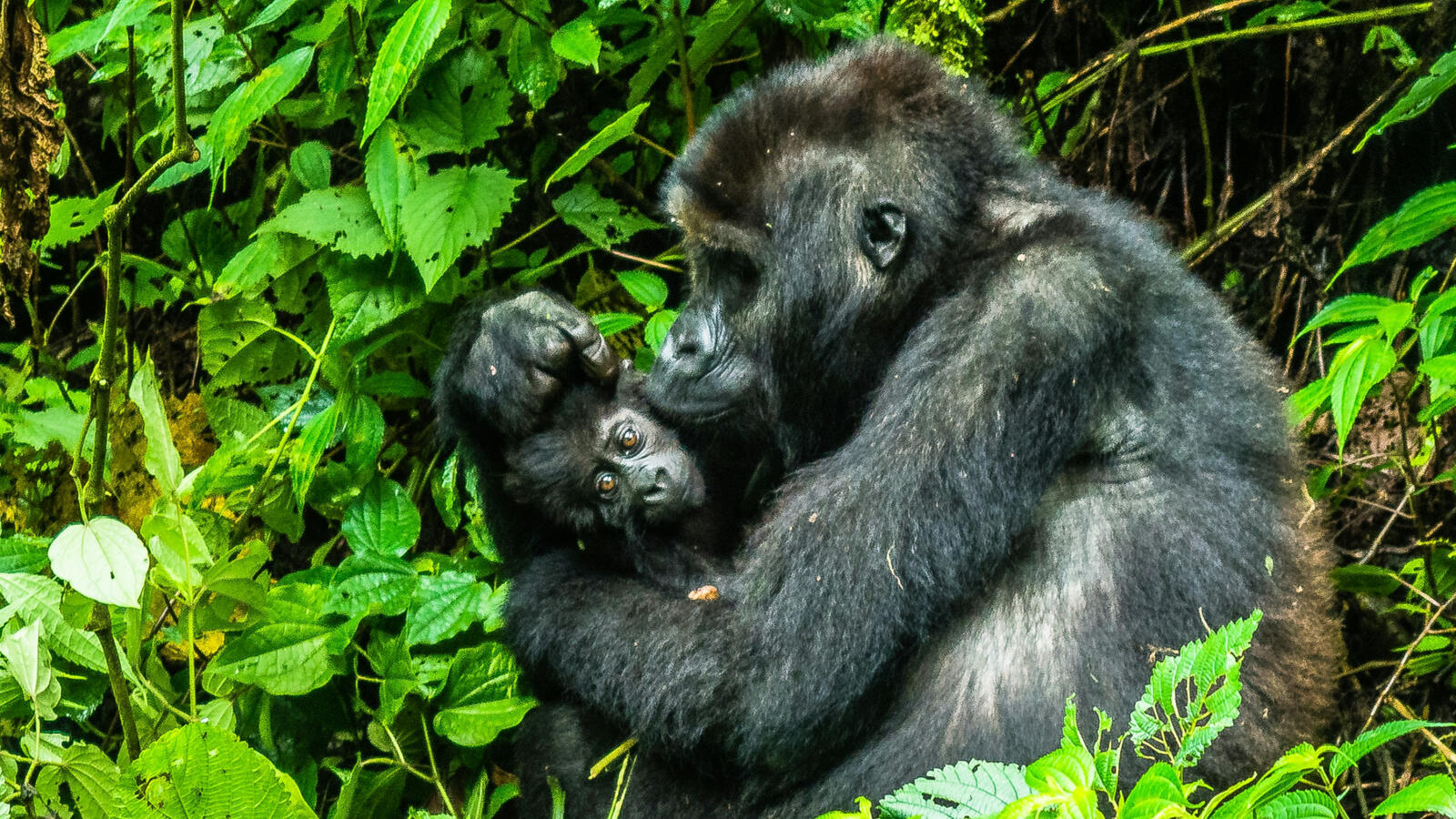 Gorilla Trekking
